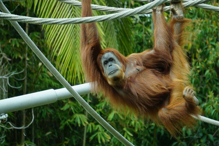 Wildlife Charities