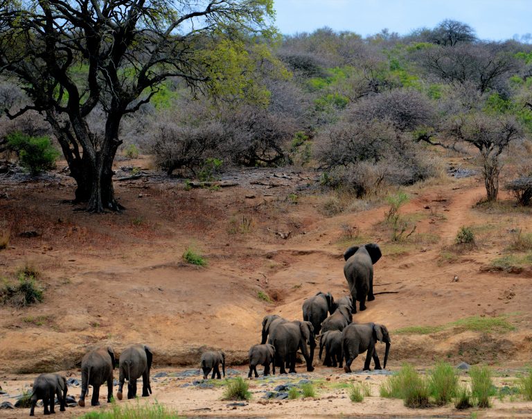 wildlife charities