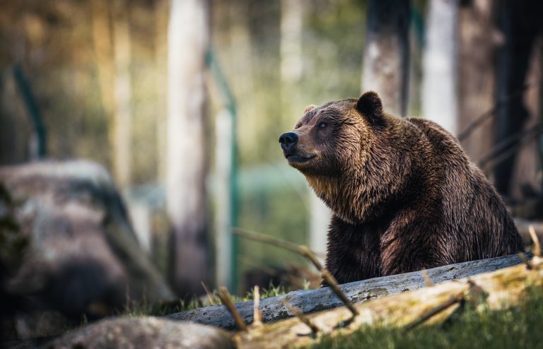 Wildlife Charities
