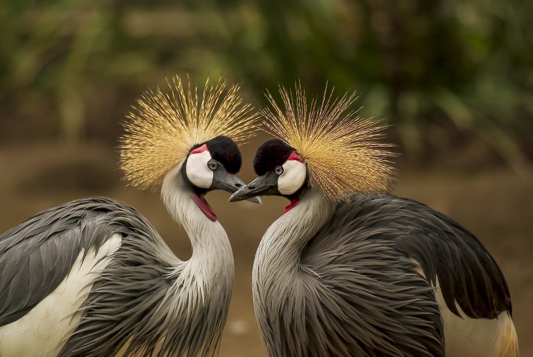 Wildlife Charities
