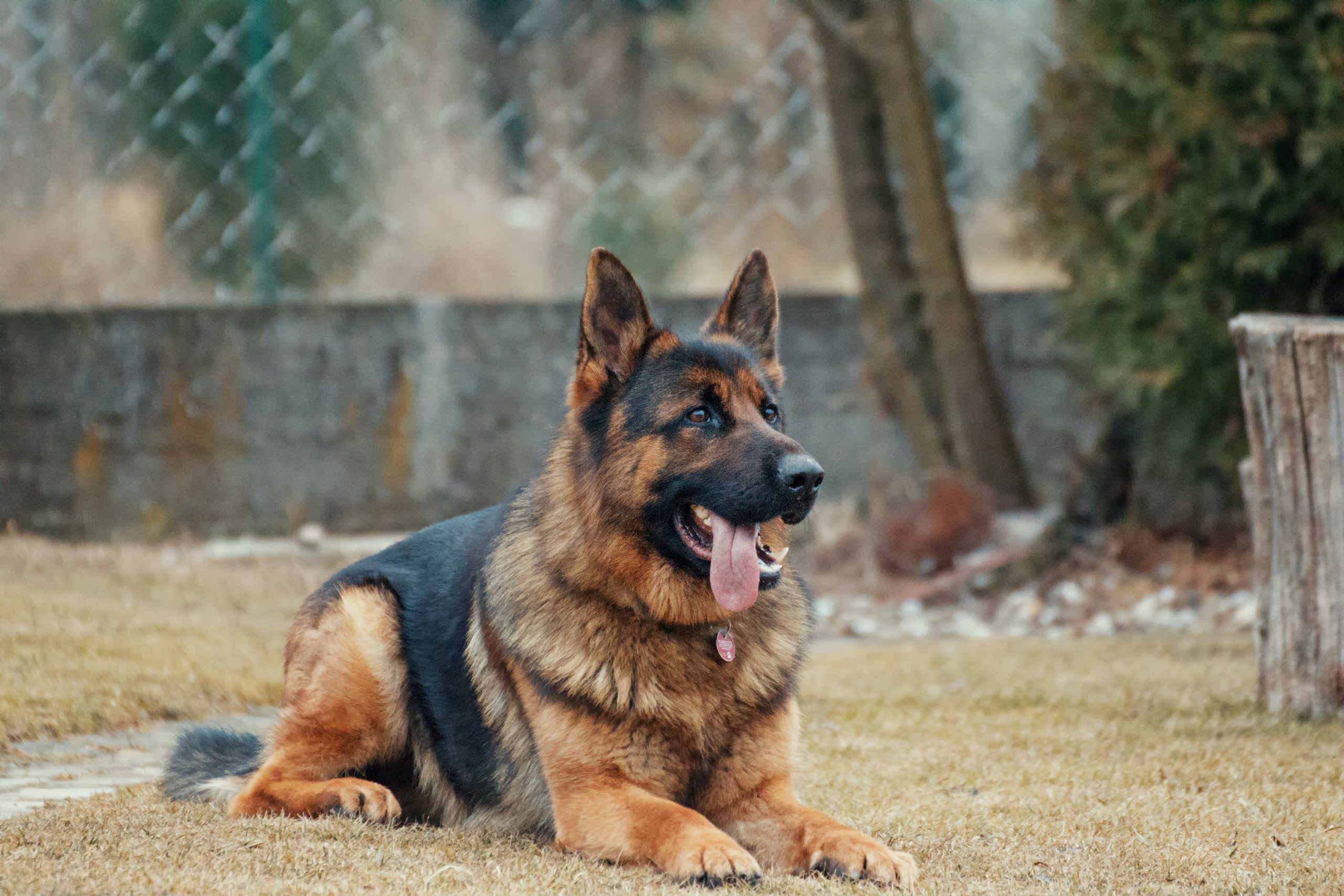 Dog charities