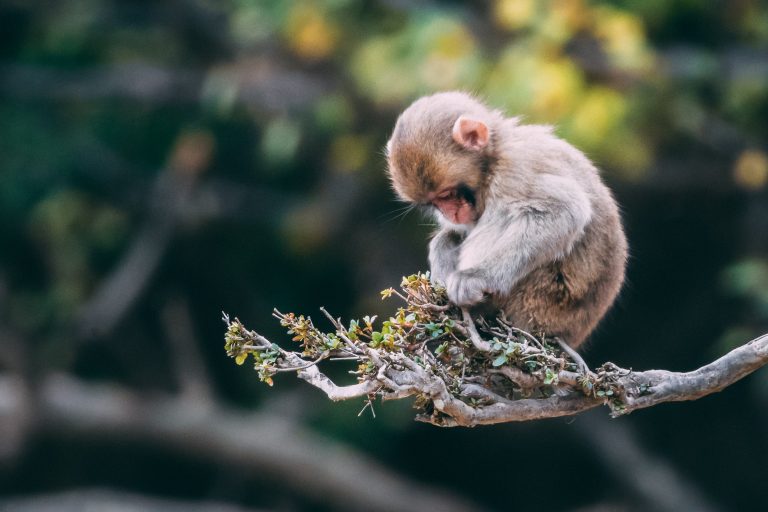 Wildlife charities