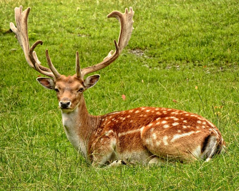 Wildlife charities