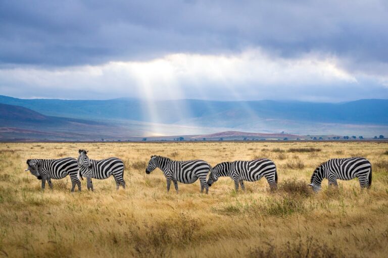 Wildlife charities