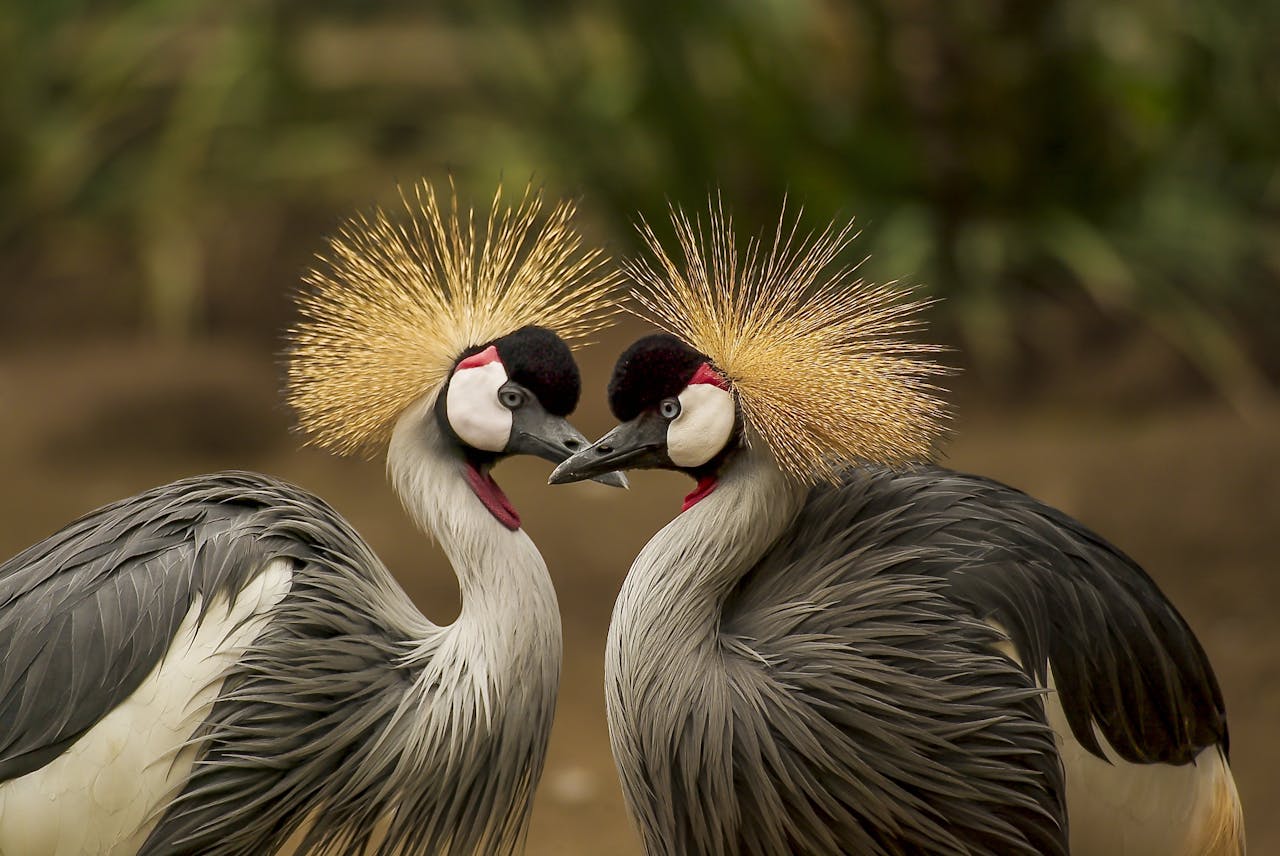 Wildlife charities