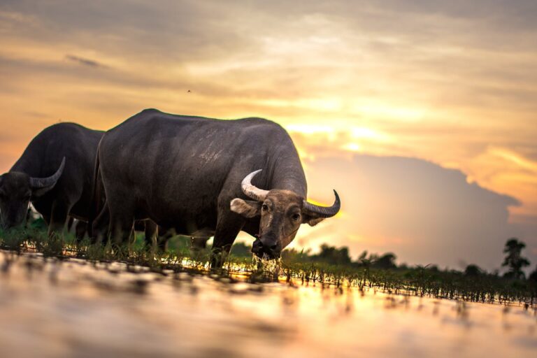 Wildlife charities