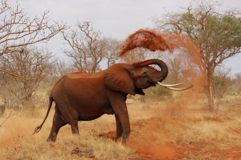 Wildlife charities
