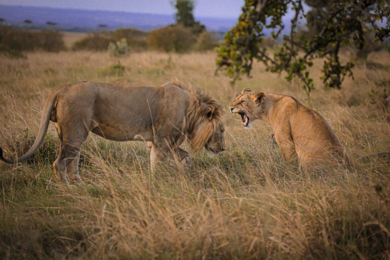 Wildlife charities