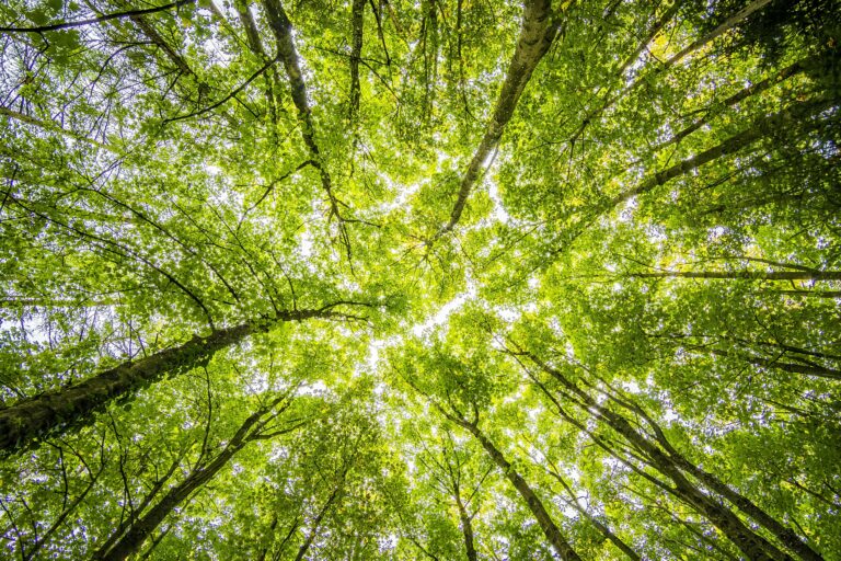 Environmental charities