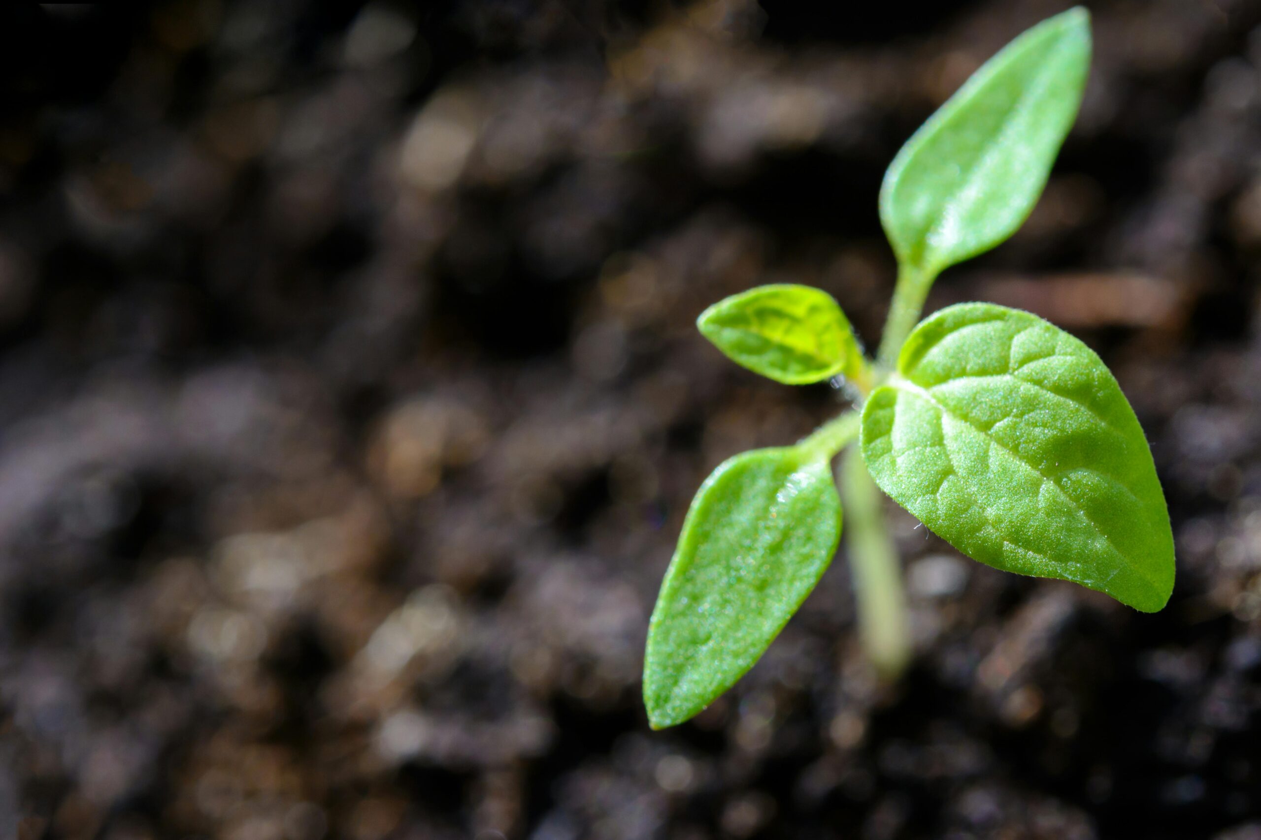 Environmental charities
