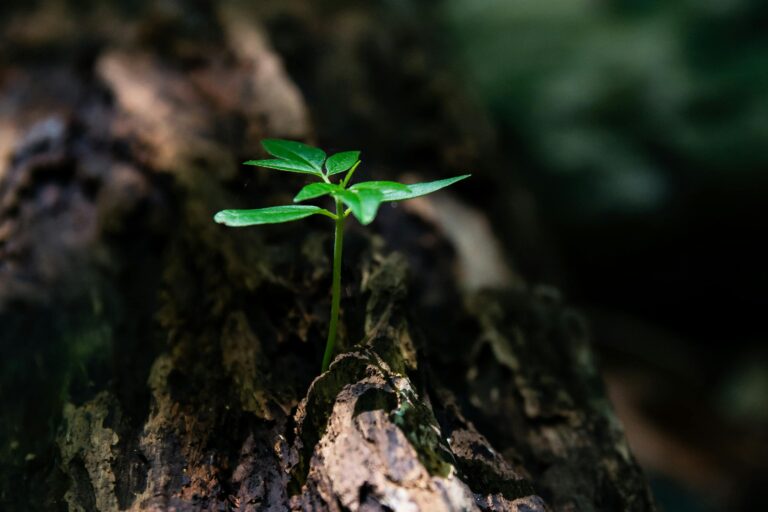 Environmental charities