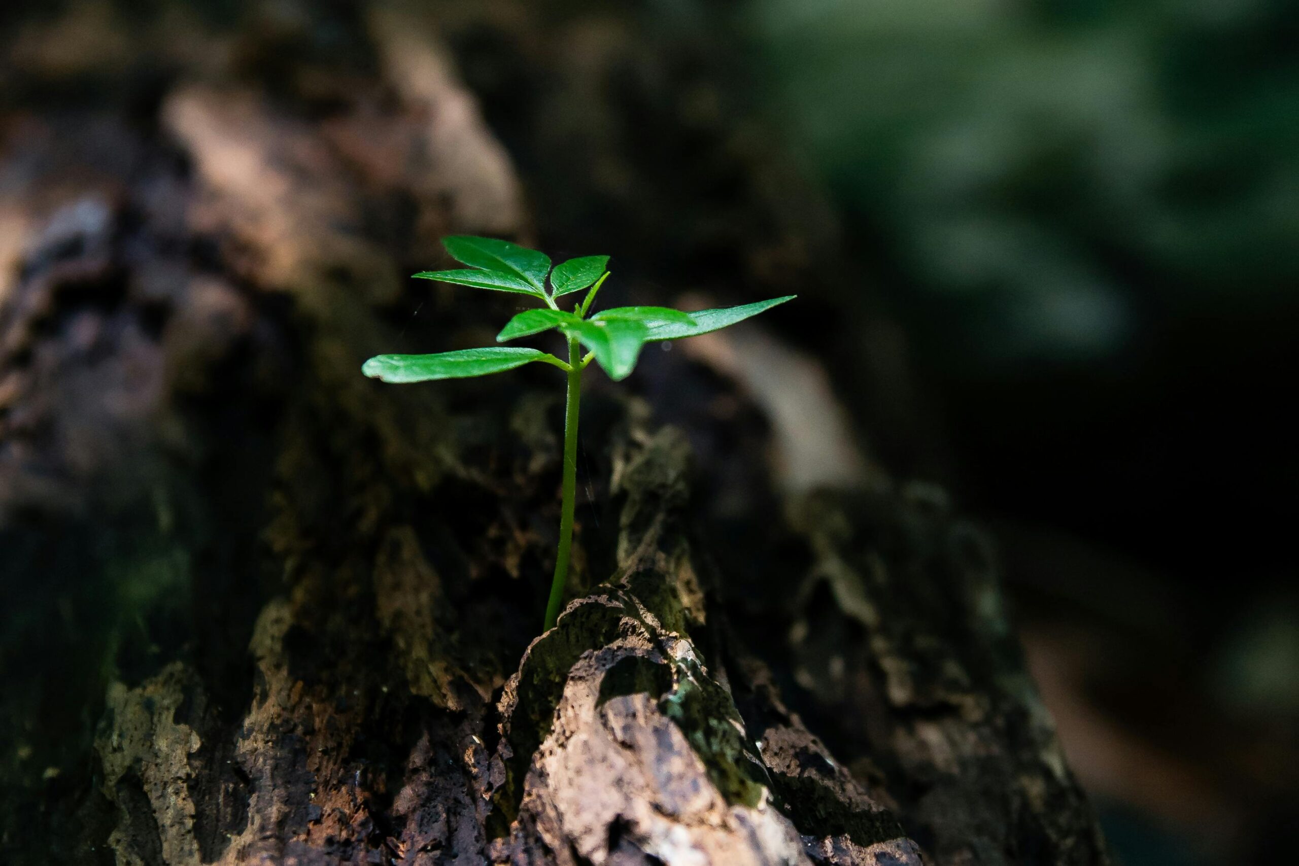 Environmental charities
