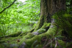 Environmental Charities