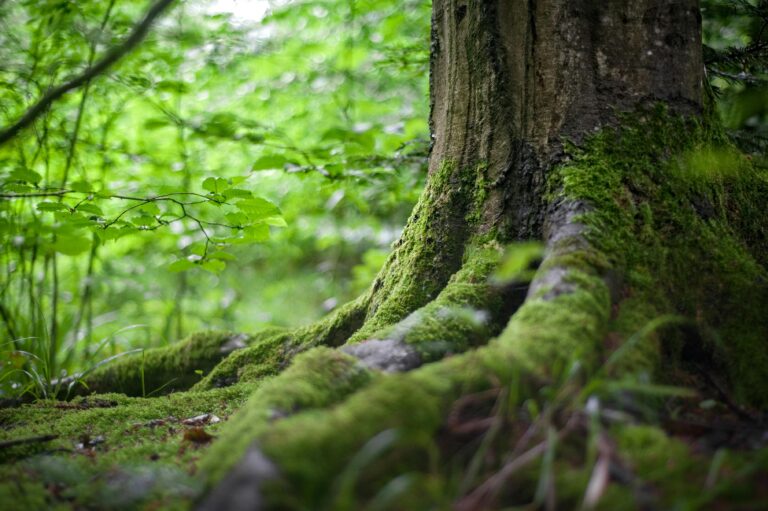 Environmental Charities